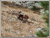 MOUFLONS